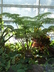 Cibotium glaucum - Hapu'u Pulu Hawaiian Tree Fern Blond Tree Fern