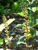 Ligularia 'Little Rocket' - Ragwort Leopard Plant