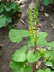 Ligularia 'The Rocket' - Leopard Plant