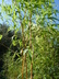 Phyllostachys vivax f. aureocaulis - Golden Chinese Timber Bamboo Golden Vivax