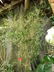 Pleioblastus simonii - Simon Bamboo Medake