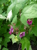 Rubus odoratus - Flowering Raspberry Purple Flowering Raspberry Thimbleberry