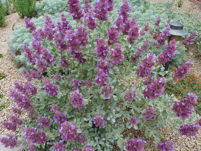 Salvia pachyphylla