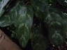 Aglaonema commutatum - Poison Dart Plant