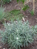 Anaphalis margaritacea 'Neuschnee' [sold as New Snow] - Pearly Everlasting