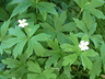 Anemone canadensis - Meadow Anemone