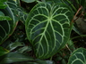Anthurium clarinervium - Hoya De Corazon