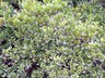 Arctostaphylos nevadensis - Hardy Manzanita Pine Mat Manzanita