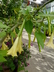 Brugmansia x cubensis 'Charles Grimaldi' - Angel's Trumpet