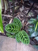 Calathea zebrina - Zebra Plant