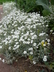 Cerastium tomentosum - Snow-In-Summer Snow-On-The-Mountain