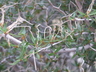 Cercocarpus ledifolius - Curly-Leaf Mountain Mahogany