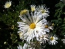Chrysanthemum 'Ocean Spray' - Chrysanthemum
