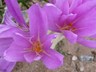 Colchicum 'Lilac Wonder' - Autumn Crocus Meadow Saffron