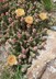 Echinocactus texensis - Horse Crippler Candy Cactus Devil's-Head