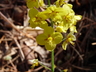 Epimedium pinnatum ssp. colchicum - Colchian Barrenwort