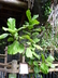 Ficus lyrata - Fiddle Leaf Fig Banjo Fig