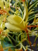 Hedychium gardnerianum - Kahili Ginger Hardy Ginger Lily