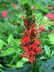 Lobelia cardinalis - Jemez Red Cardinal Flower Cardinal Flower Indian Pink