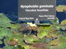Nymphoides geminata - Entire Marshwort Chocolate Snowflake