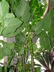 Piper auritum - Vera Cruz Pepper Hierba Santa Hoja Santa Root Beer Plant