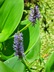 Pontederia cordata - Pickerel Weed Blue Pickerel Weed Pickerel Rush