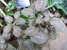 Pseuderanthemum alatum - Chocolate Plant