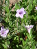 Ruellia humilis - Wild Petunia Fringeleaf Wild Petunia