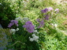 Thalictrum aquilegiifolium - Meadow Rue Columbine Meadow Rue Tufted Columbine