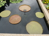 Victoria 'Longwood Hybrid' - Victoria Lily Water Platter