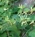 Aristolochia clematitis - Birthwort