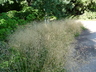 Deschampsia cespitosa - Tufted Hair Grass Tussock Grass