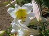 Lilium regale - Regal Lily Royal Lily