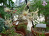 Pelargonium bowkeri - Geranium