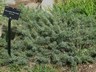 Picea pungens 'Mesa Verde' - Blue Spruce