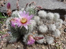 Echinocereus reichenbachii - Lace Cactus Lace Hedgehog Cactus