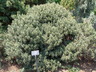 Pinus edulis 'Farmy' - Pinyon Pine Pinon Pine