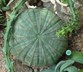 Euphorbia obesa - Gingham Golf Ball Living Baseball Sea Urchin