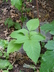 Carya laciniosa - Shellbark Hickory Big Shellbark Kingnut
