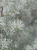 Cupressus arizonica var. montana - San Pedro Martir Cypress