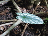 Alocasia 'Aquino' - Elephant's Ear Plant