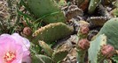 Opuntia basilaris var. heilii - Haili's Beavertail Haili's Beavertail Prickly Pear