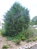 Juniperus virginiana - Eastern Redcedar Eastern Red Cedar Red Juniper Pencil Cedar