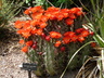 Echinocereus triglochidiatus - Kingcup Cactus Claret Cup Cactus