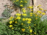 Erigeron linearis - Desert Yellow Fleabane