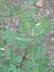 Robinia neomexicana - New Mexico Locust