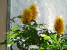Justicia aurea - Golden Crown Yellow Jacobinia