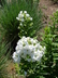 Phlox paniculata 'David' - Summer Phlox Perennial Phlox