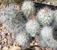 Escobaria organensis - Organ Mountain Foxtail Cactus