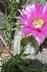 Echinocereus reichenbachii ssp. baileyi - Bailey's Hedgehog Cactus